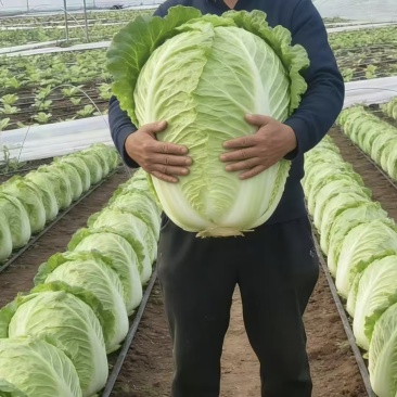 鲁南蔬菜之乡