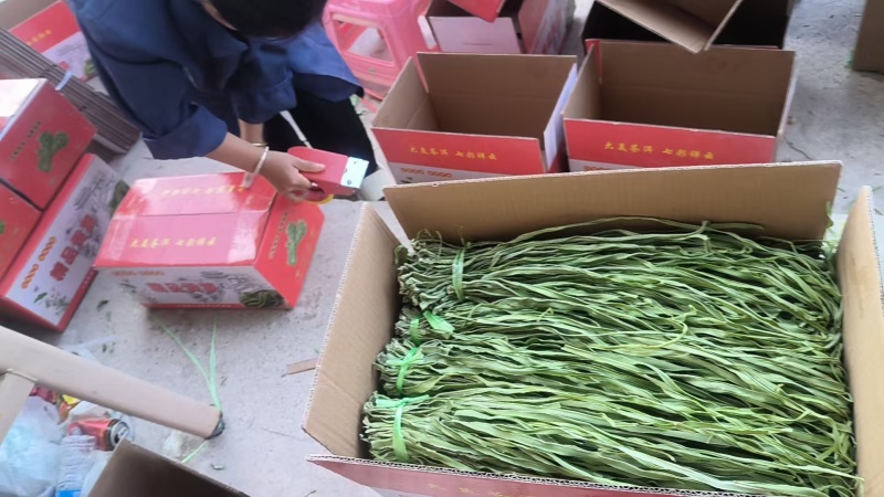 各品级优质贡菜