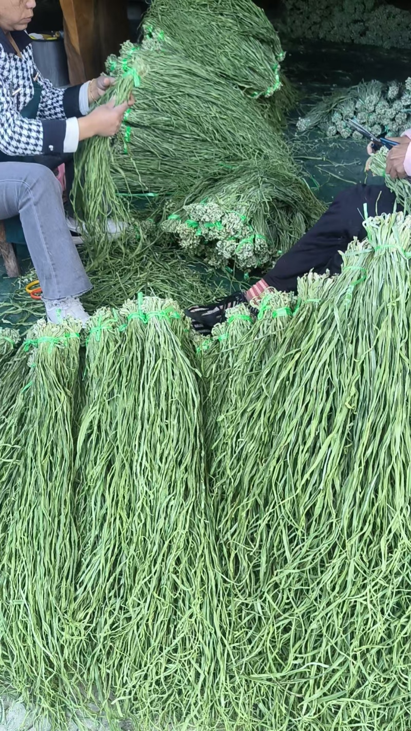 各品级优质贡菜