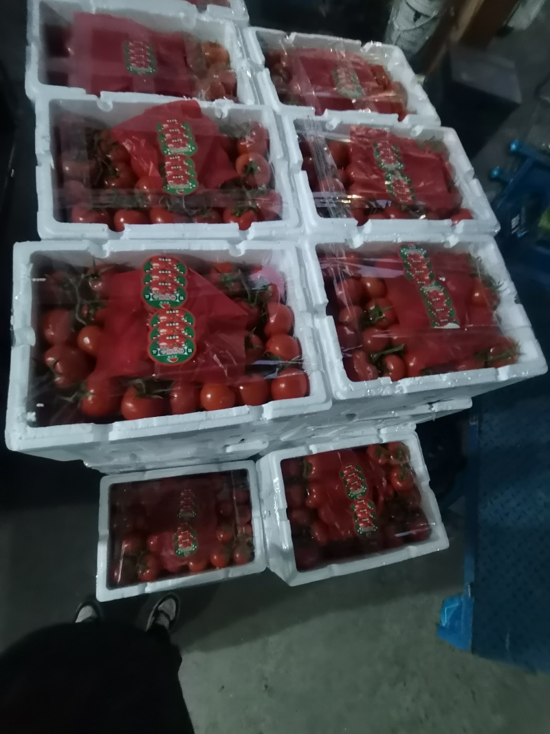 硬粉西红柿直发欢迎咨询合作