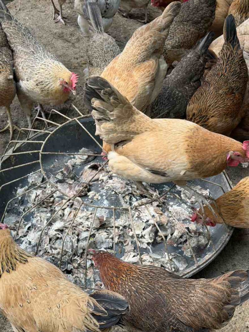 自己家养的吃不完滞销了货不多有中意的帮忙卖下不能再土的土鸡