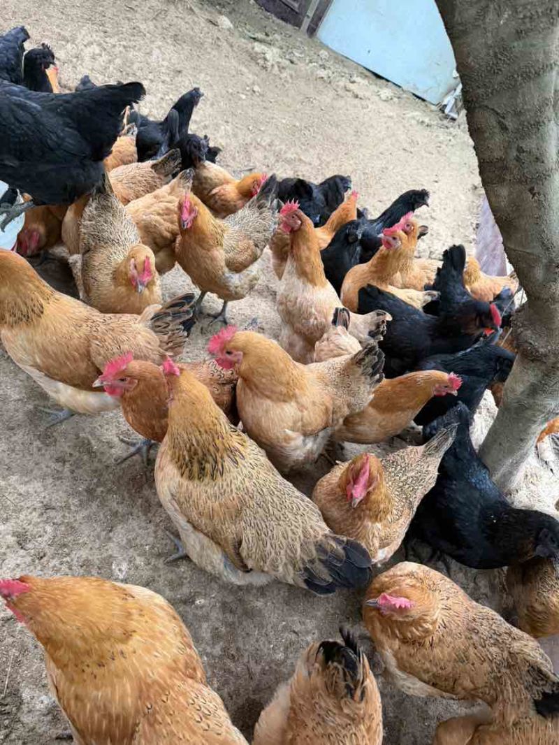 自己家养的吃不完滞销了货不多有中意的帮忙卖下不能再土的土鸡