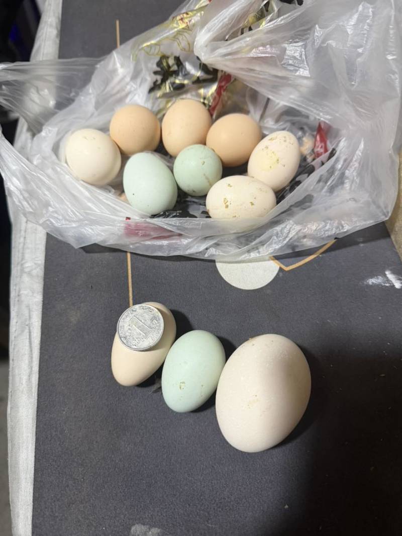 自己家养的吃不完滞销了货不多有中意的帮忙卖下不能再土的土鸡