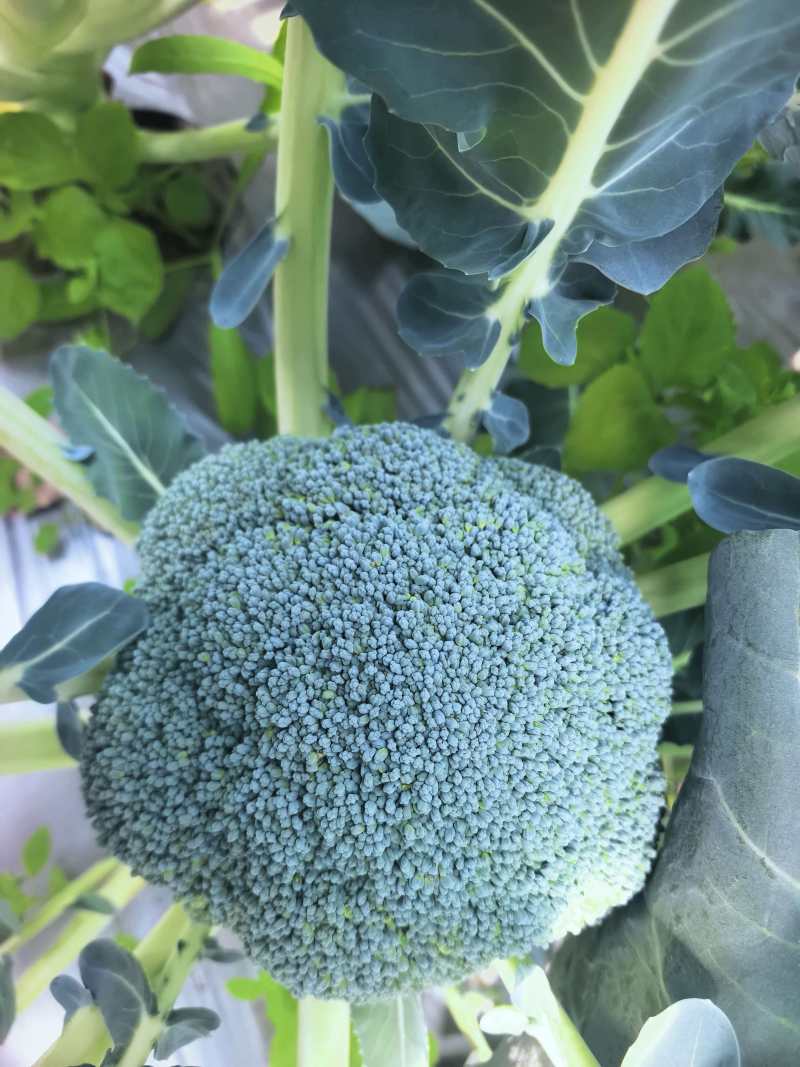西兰花