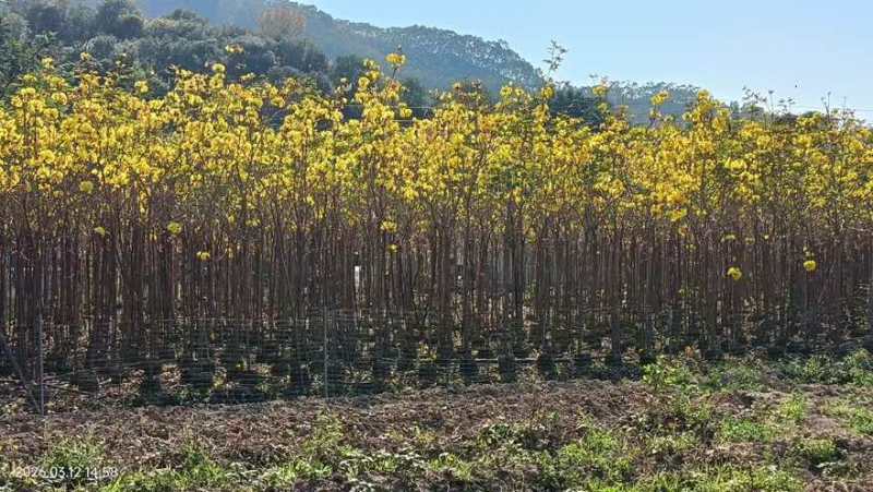 黄花风铃木1-5分，大量低价出售