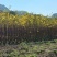 黄花风铃木1-5分，大量低价出售