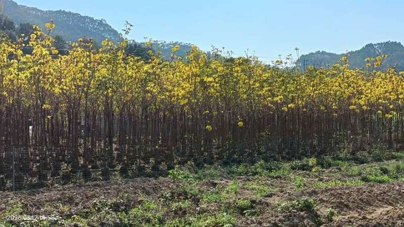 黄花风铃木1-5分，大量低价出售