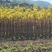 黄花风铃木1-5分，大量低价出售