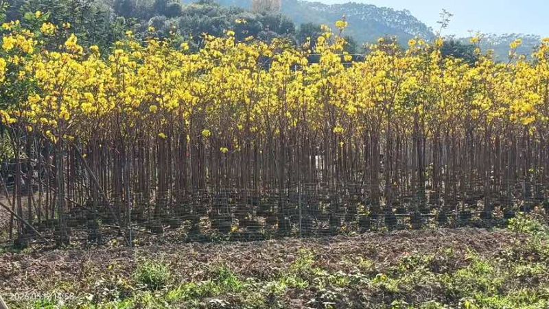 黄花风铃木1-5分，大量低价出售