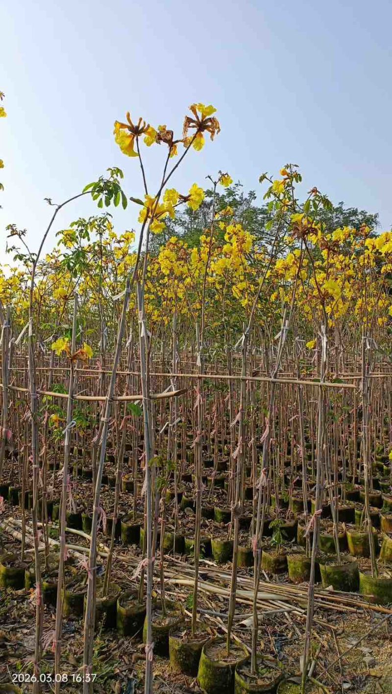 黄花风铃木1-5分，大量低价出售