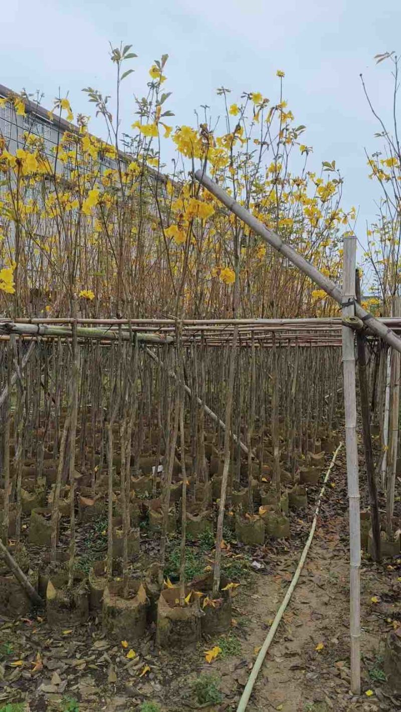 黄花风铃木1-5分，大量低价出售