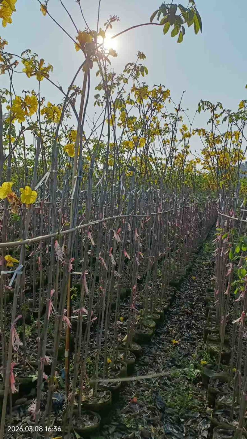 黄花风铃木1-5分，大量低价出售
