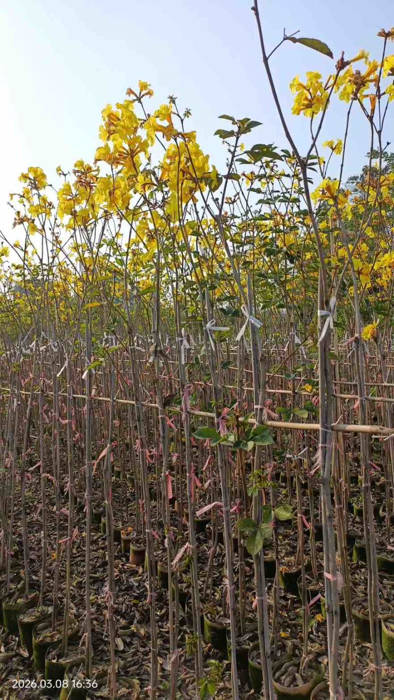 黄花风铃木1-5分，大量低价出售