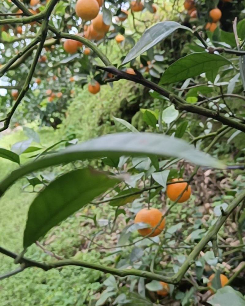 奉节脐橙