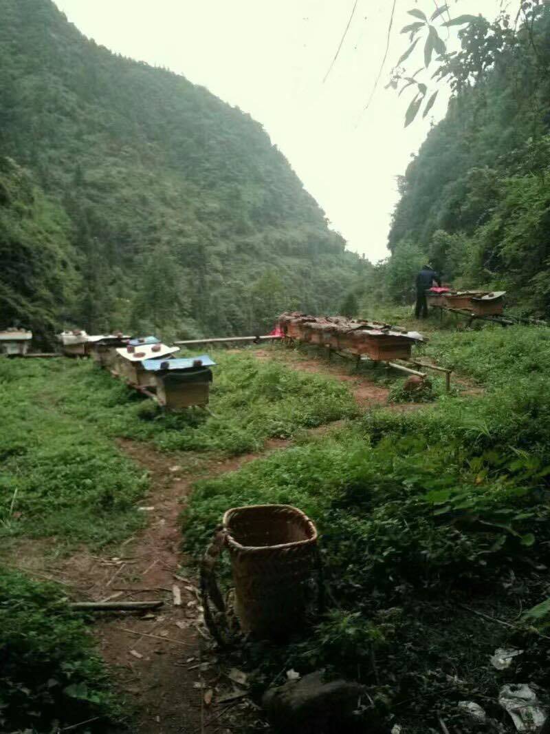 深山老林土蜂蜜