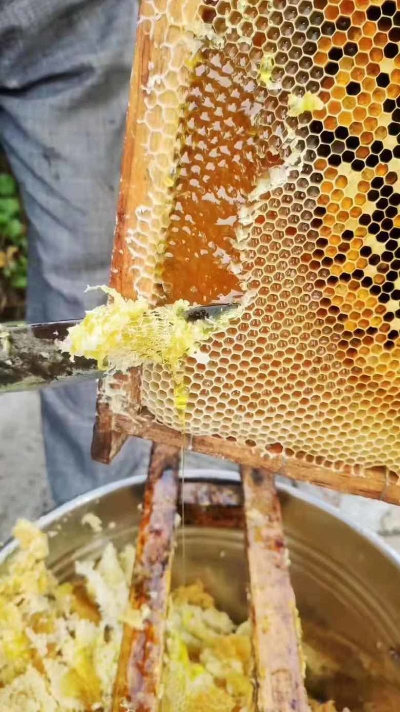 深山老林土蜂蜜