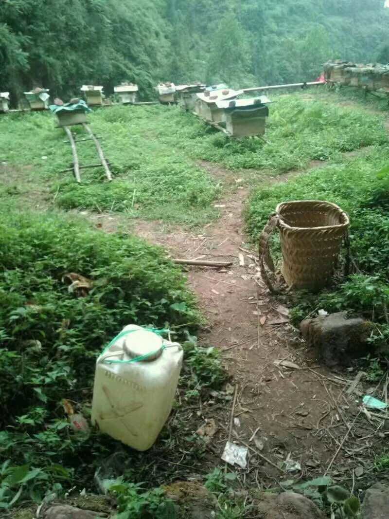 深山老林土蜂蜜