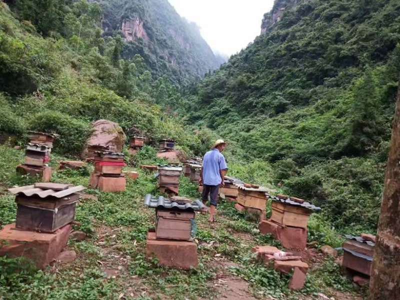 深山老林土蜂蜜