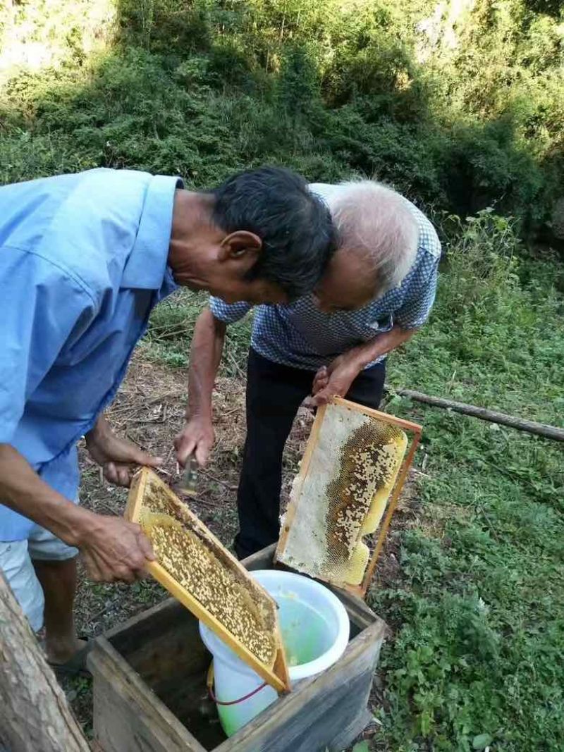 深山老林土蜂蜜