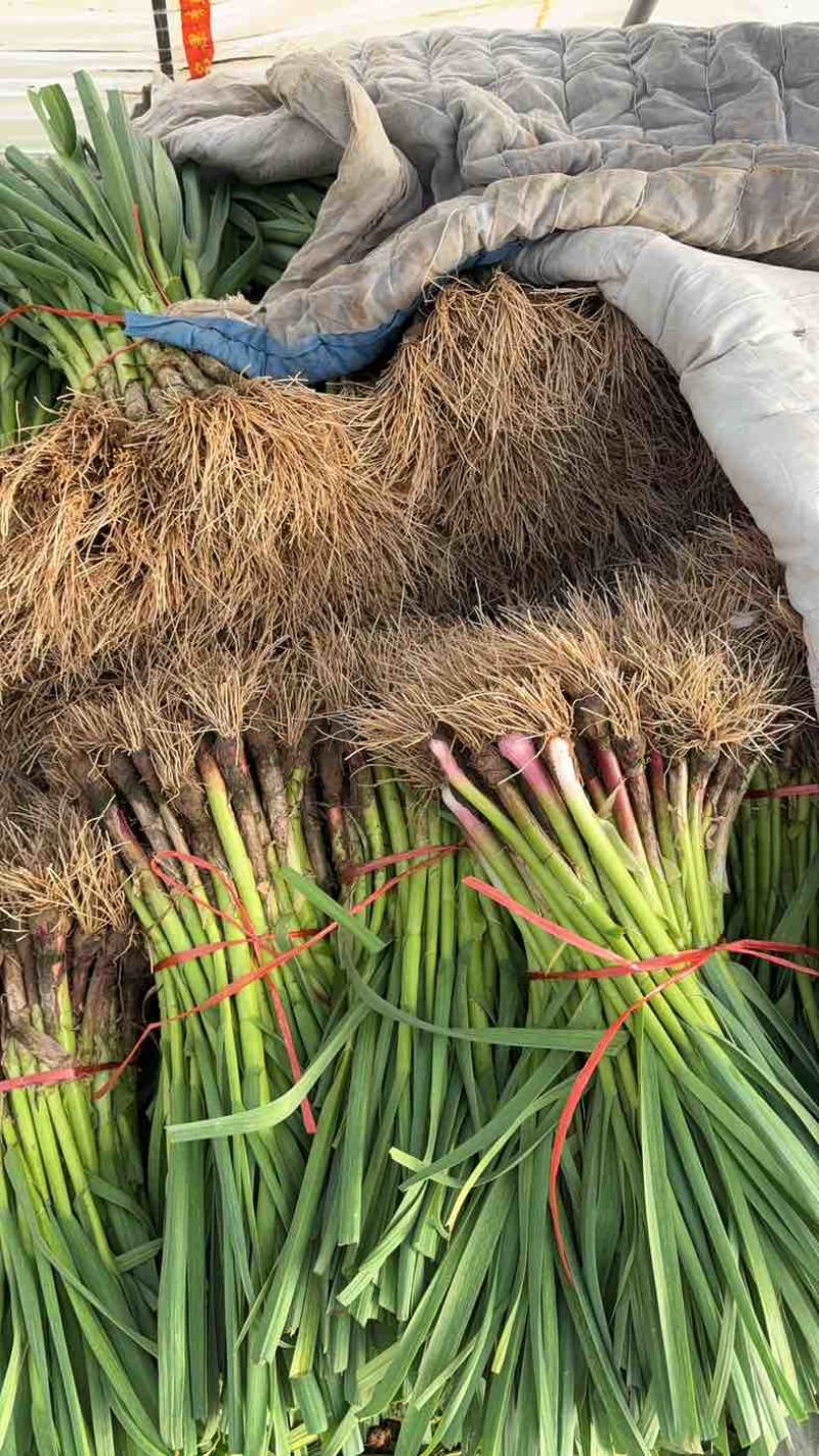 中牟红根蒜苗跟蒜苔马上上市，大量有货
