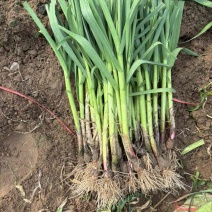 中牟红根蒜苗跟蒜苔马上上市，大量有货