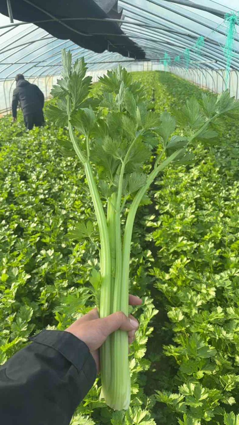 中牟芹菜，还有货，需要的随时联系，质量**，欢迎咨询