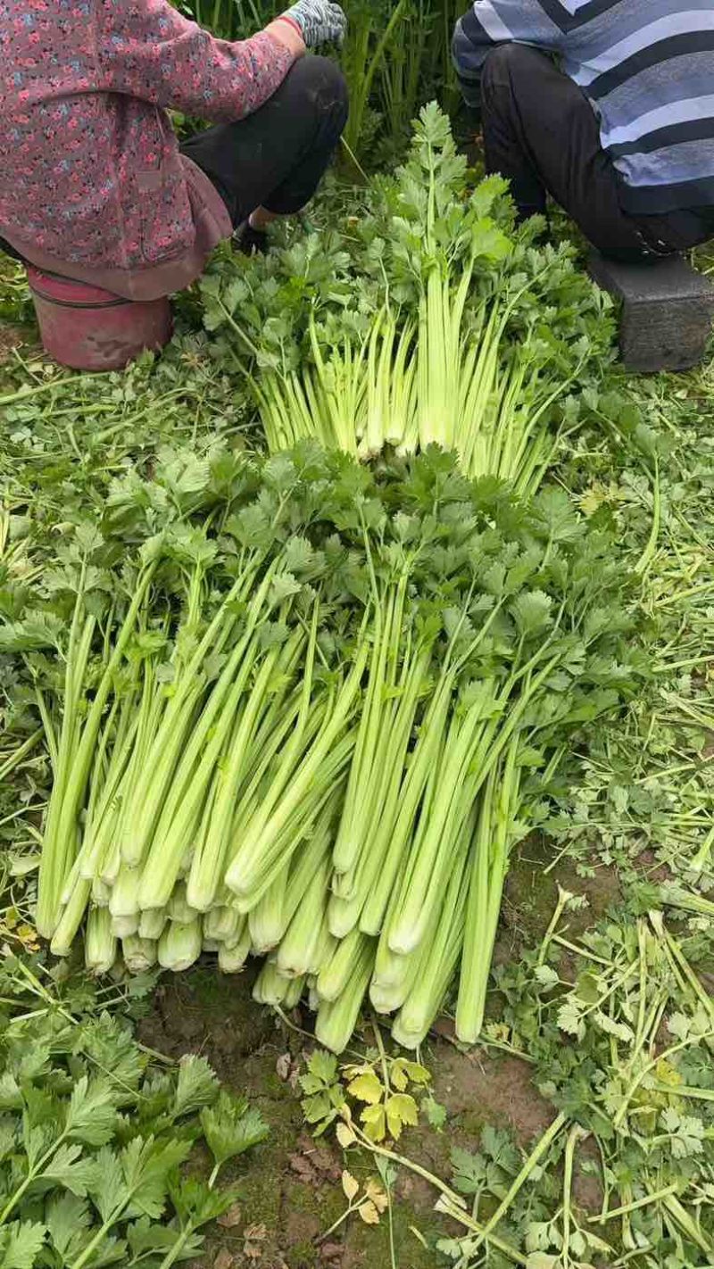 中牟芹菜，还有货，需要的随时联系，质量**，欢迎咨询