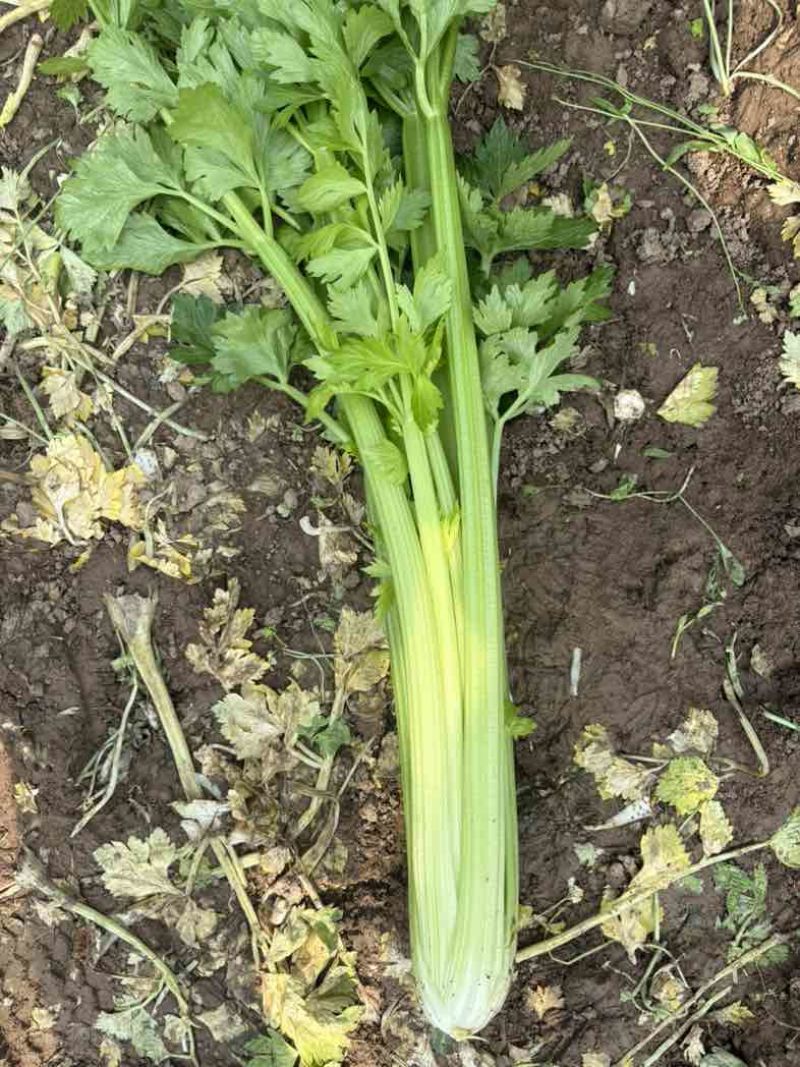 中牟芹菜，还有货，需要的随时联系，质量**，欢迎咨询
