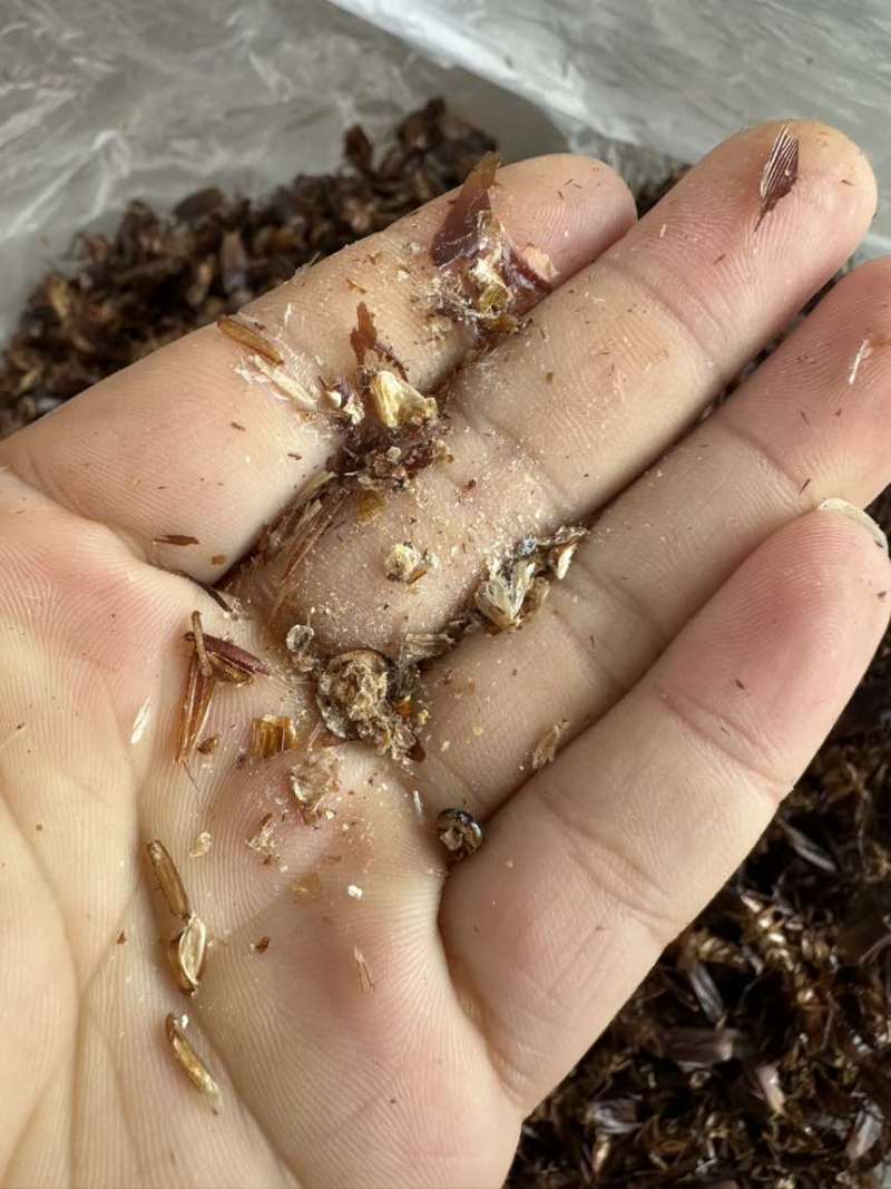 美洲大蠊干品