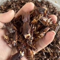 美洲大蠊干品