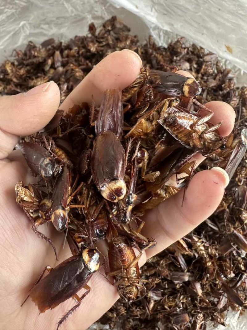美洲大蠊干品