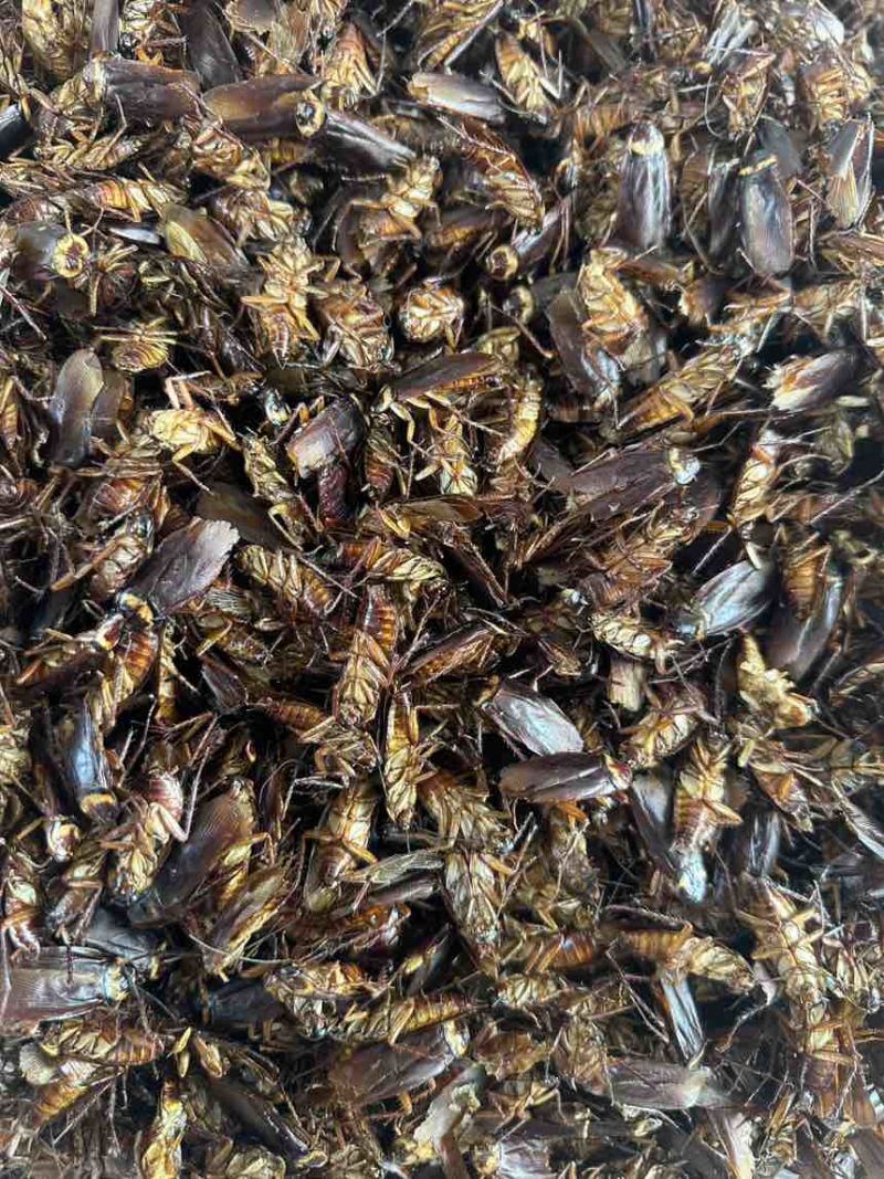 美洲大蠊干品