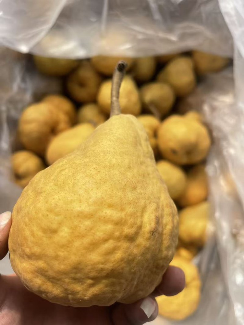 通货丑梨