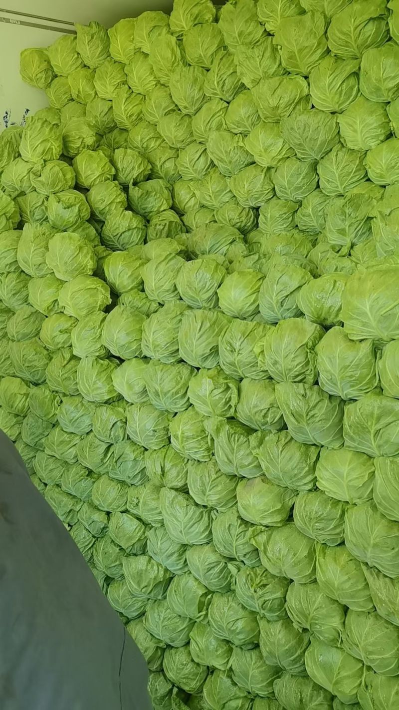 大量供应甘蓝(甘兰)
