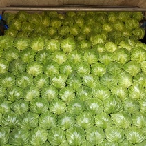 大量供应甘蓝(甘兰)