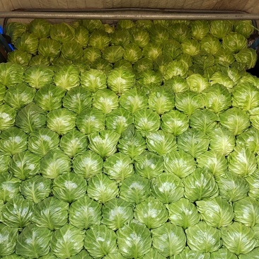 大量供应甘蓝(甘兰)