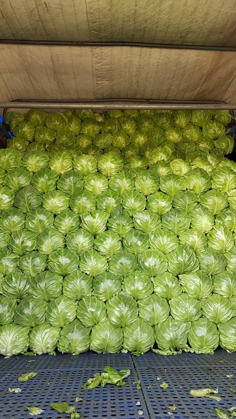 大量供应甘蓝(甘兰)