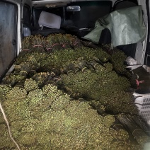 贵州高山蕨菜，欢迎各位老板电话来聊一聊
