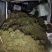贵州高山蕨菜，欢迎各位老板电话来聊一聊