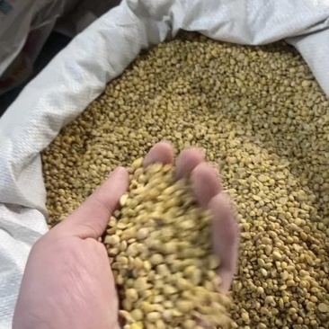 精品碎黄豆无土无沙无霉变上地施肥畜牧养殖