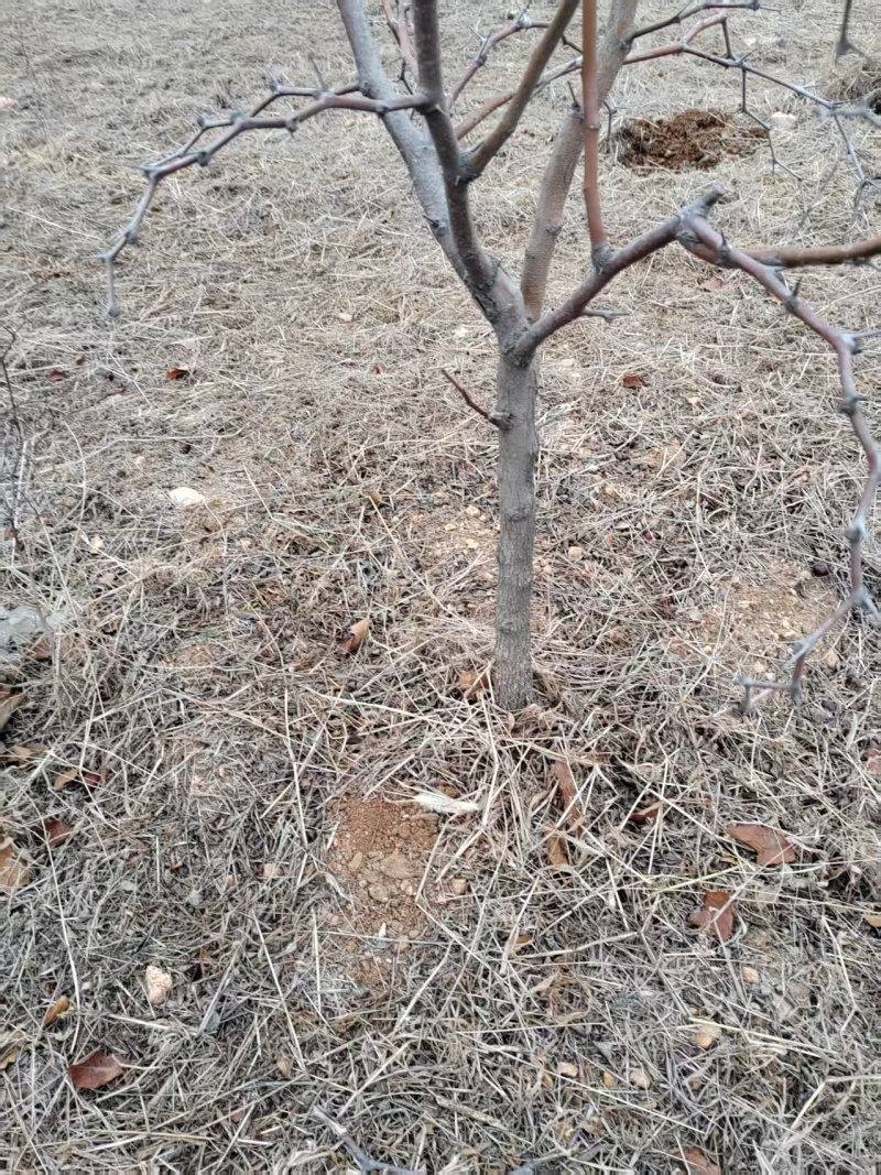 酸枣树