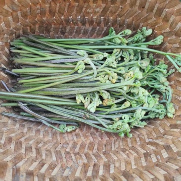 野生蕨菜
