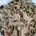 白芨片个子大量供应正品白芨品种齐全规格多样质量保障