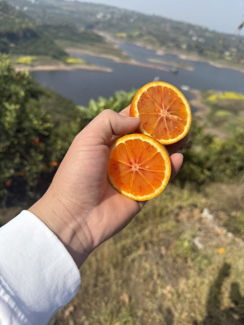 塔罗科血橙
