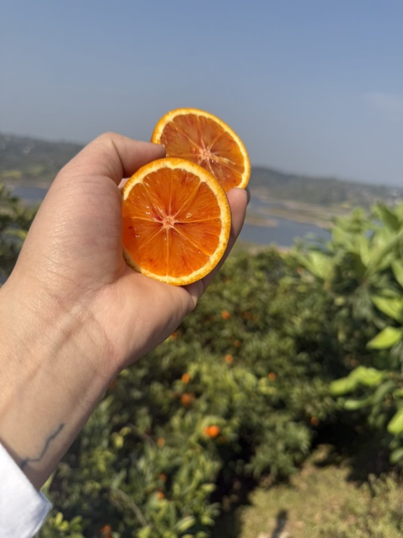 塔罗科血橙
