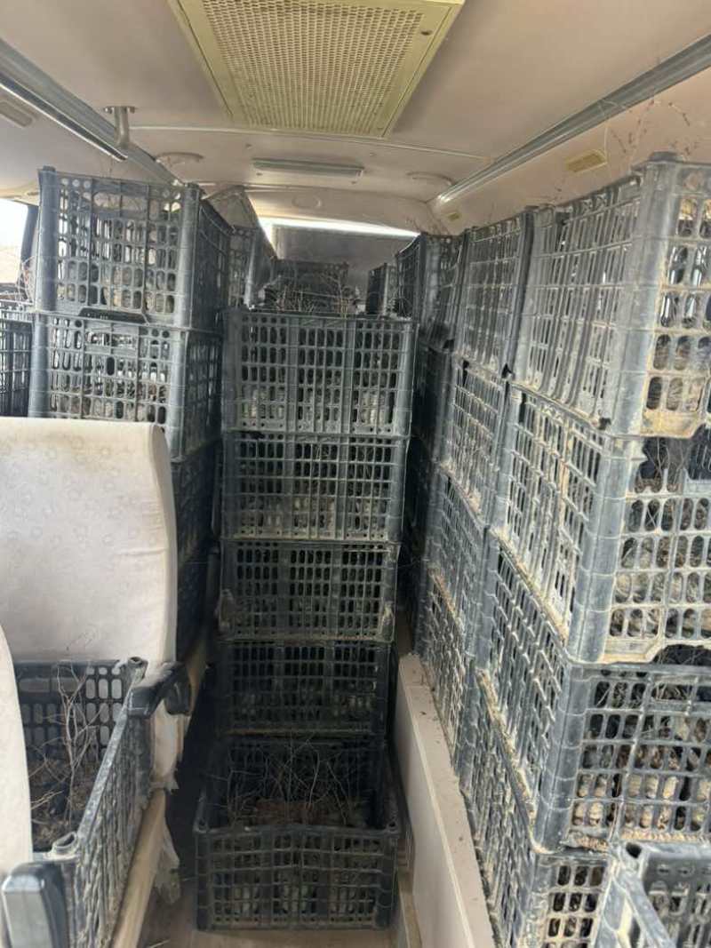 酸枣树苗