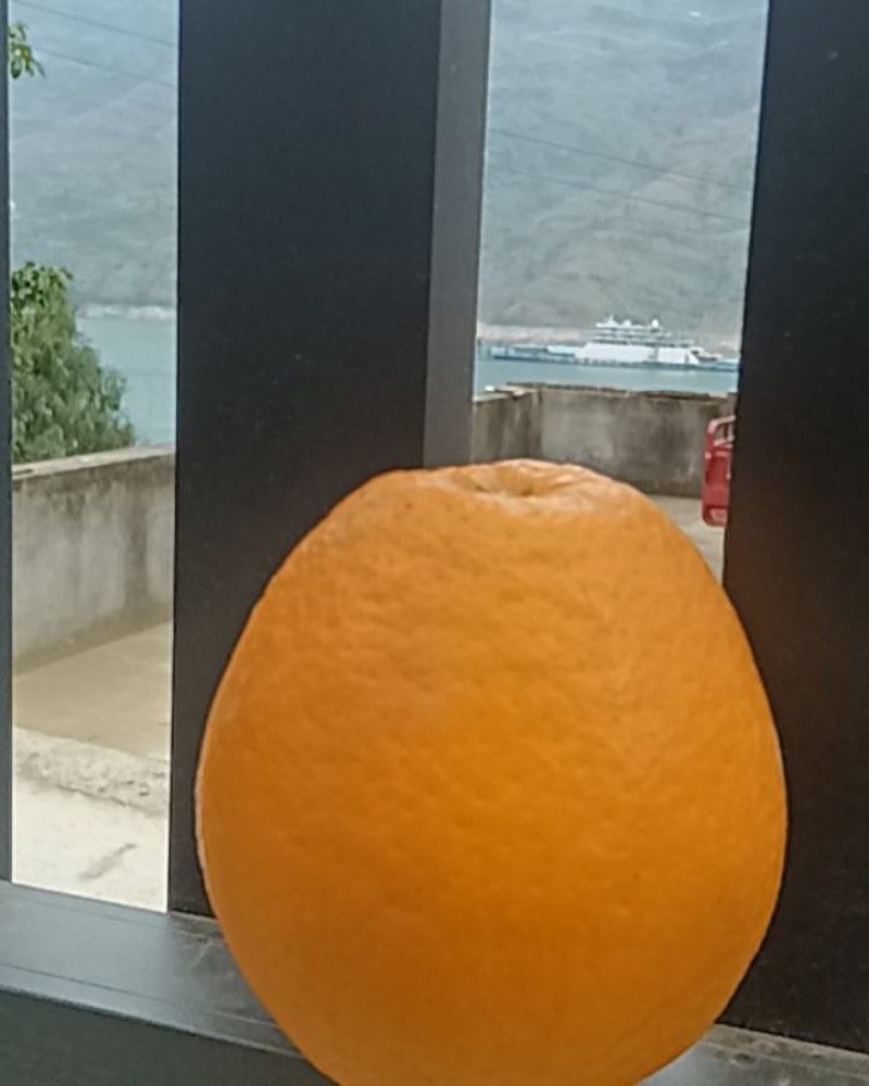 奉节脐橙72一1