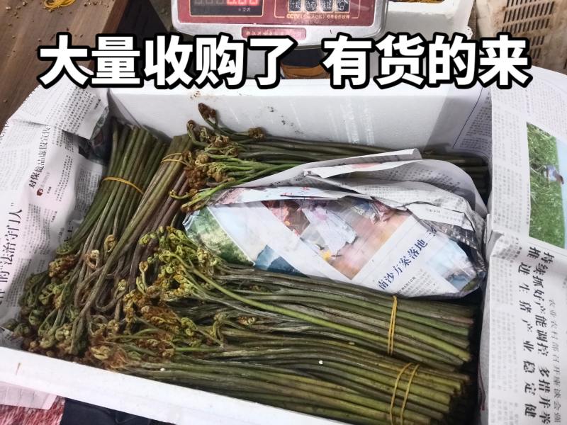 贵州纯野生蕨菜鲜货