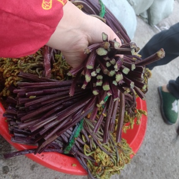 贵州纯野生蕨菜鲜货