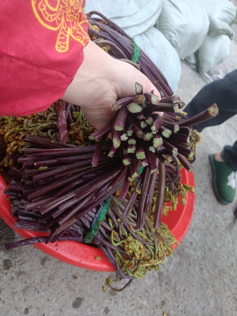 贵州纯野生蕨菜鲜货